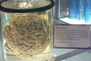 Science Museum
