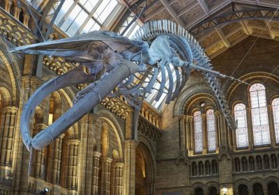 Hope, lo scheletro di balenottera sospeso dal soffitto della Hintze Hall © The Trustees of the Natural History Museum, London [2017]. All rights reserved