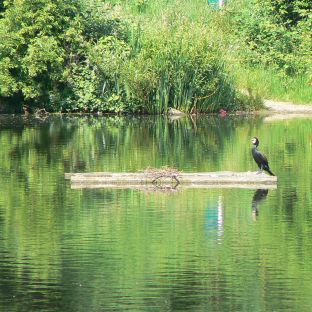 Hampstead Heath
