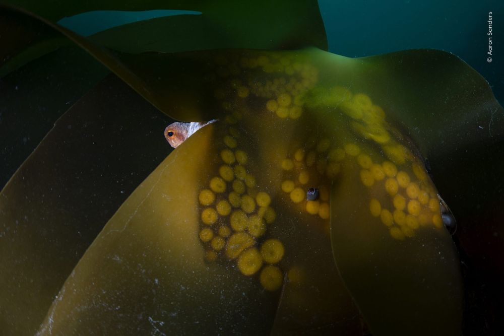 Un polpo osserva da dietro una foglia di kelp, con le ventose visibili attraverso l'alga, in A Watchful Eye