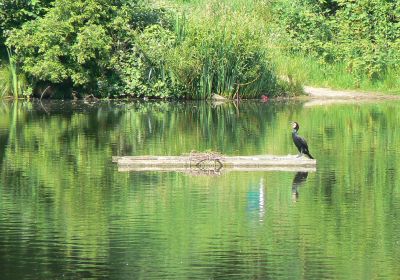 Hampstead Heath