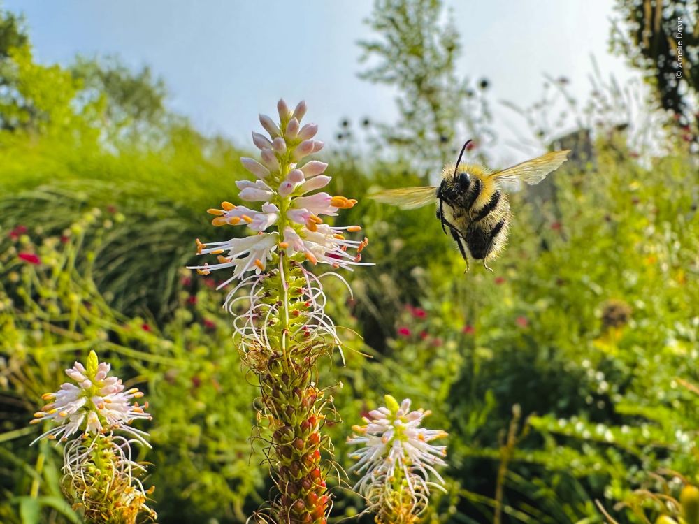 Un bombo in volo si avvicina ai fiori di un giardino del Surrey in Flight of the Bumblebee, foto scattata con uno smartphone