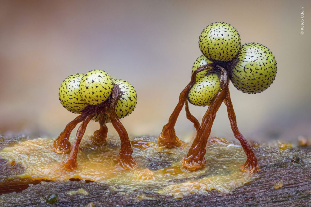 Piccole sfere giallo-verdi di mixomiceti su sottili steli crescono da un pezzo di legno in Tiny Dancers, foto macro