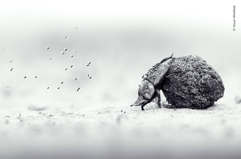 Uno scarabeo stercorario spinge con le zampe una grossa palla di sterco in Labour of Love, foto in bianco e nero