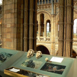 Natural History Museum © PGoduto