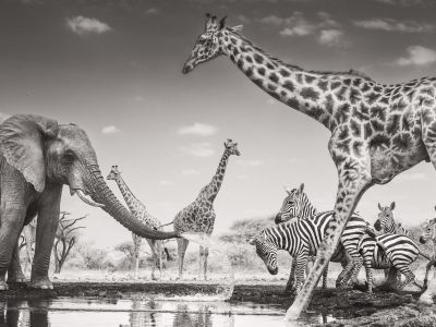 Un elefante spruzza acqua su un gruppo di zebre accanto alle giraffe in The Meeting Place, fotografia all'infrarosso scattata in Kenya