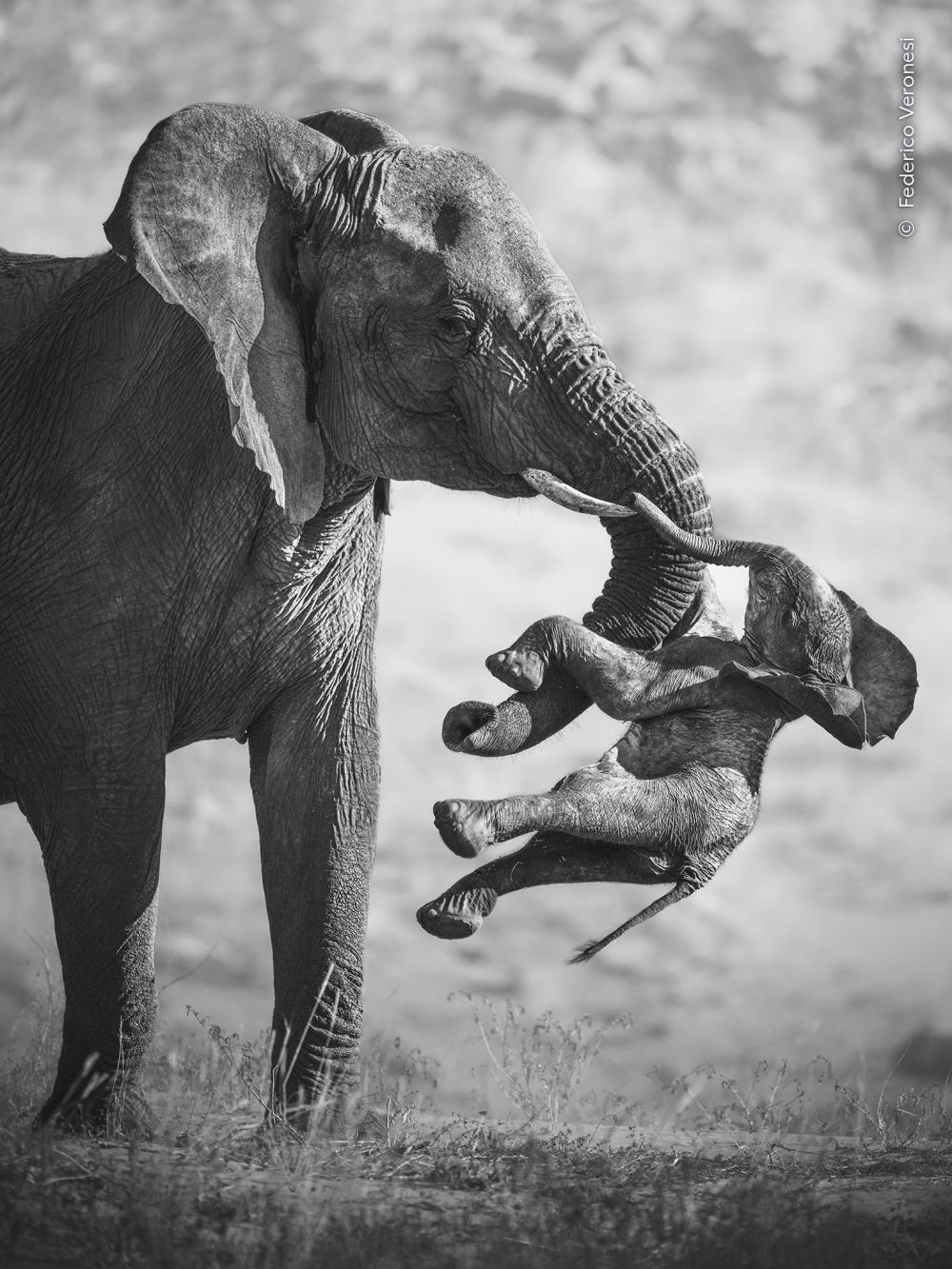 Un'elefantessa trasporta il corpo del suo cucciolo fra la zanna e la proboscide in The Aftermath, foto in bianco e nero scattata in Namibia