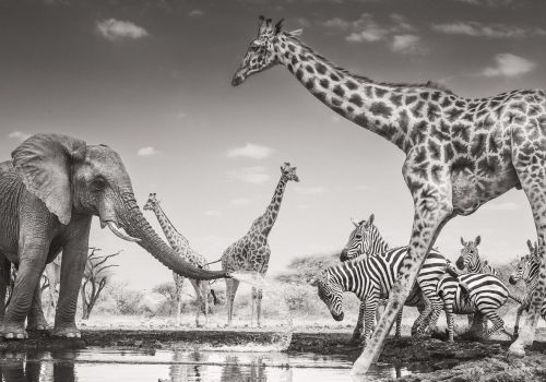 Un elefante spruzza acqua su un gruppo di zebre accanto alle giraffe in The Meeting Place, fotografia all'infrarosso scattata in Kenya