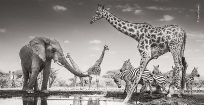 Un elefante spruzza acqua su un gruppo di zebre accanto alle giraffe in The Meeting Place, fotografia all'infrarosso scattata in Kenya