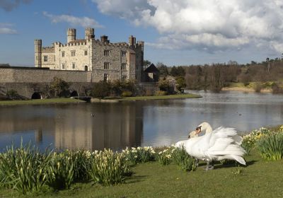 Cigni di fronte al fossato e l'edificio principale di Leeds Castle, Kent, Regno Unito © stockcam