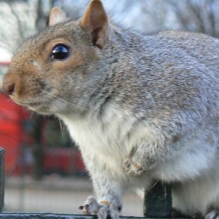 Hyde Park, come tutti i parchi di Londra, è affollatissimo di scoiattoli