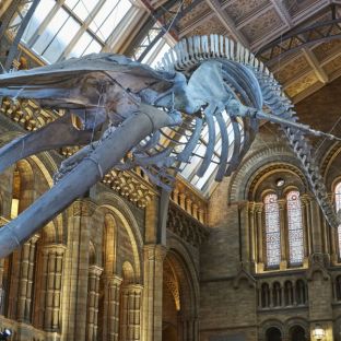 Hope, lo scheletro di balenottera sospeso dal soffitto della Hintze Hall © The Trustees of the Natural History Museum, London [2017]. All rights reserved