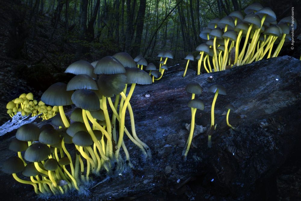 Piccoli funghi con i gambi gialli fluorescenti sotto la luce ultravioletta crescono da un tronco in Shedding Light