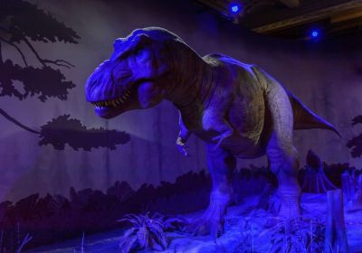 Nella galleria dei dinosauri  sono esposti modelli realistici e reperti importanti