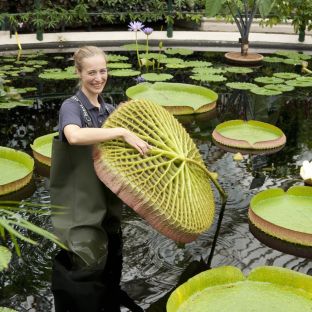 Waterlily House at Kew Gardens