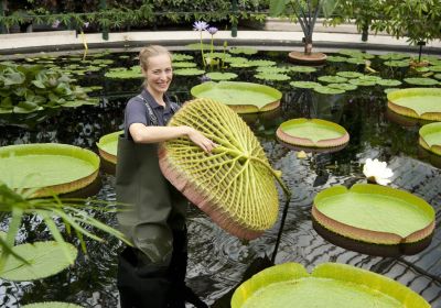 Waterlily House at Kew Gardens