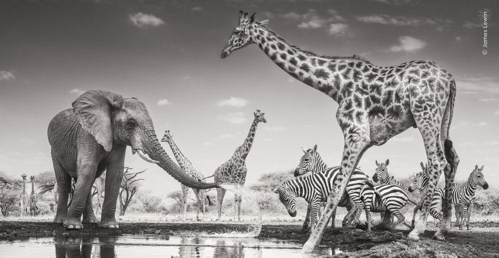 Un elefante spruzza acqua su un gruppo di zebre accanto alle giraffe in The Meeting Place, fotografia all'infrarosso scattata in Kenya