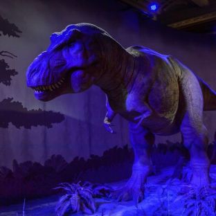 Nella galleria dei dinosauri sono esposti modelli realistici e reperti importanti