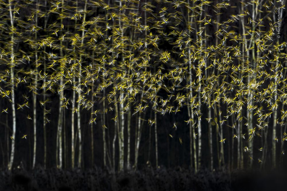 Cardellini e peppole in volo, mossi dal tempo di scatto lento, sembrano foglie d'autunno sui tronchi spogli delle betulle in Escape Artistry