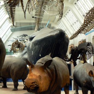 Natural History Museum © PGoduto