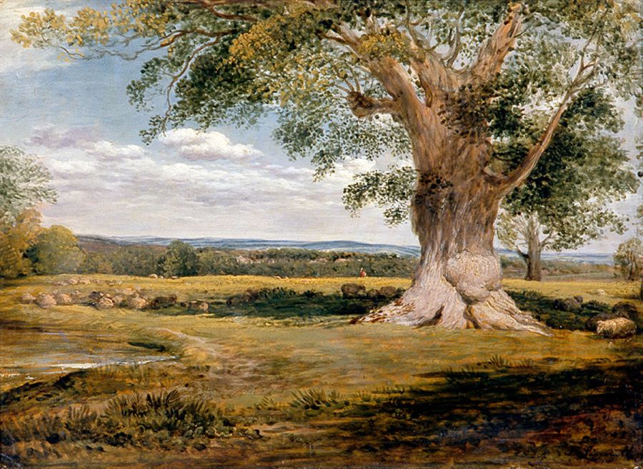 X12188 John Linnell Woody Landscape, 1824 Oil on wood panel 24.7 x 32.2 cm © Brighton Museum and Art Gallery